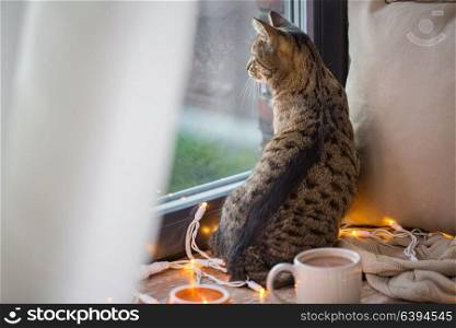 pets, christmas and hygge concept - tabby cat looking through window at home. tabby cat looking through window at home
