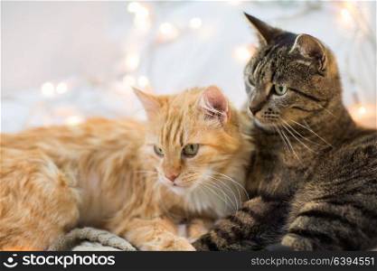 pets, christmas and hygge concept - two cats lying at home in winter. two cats lying at home