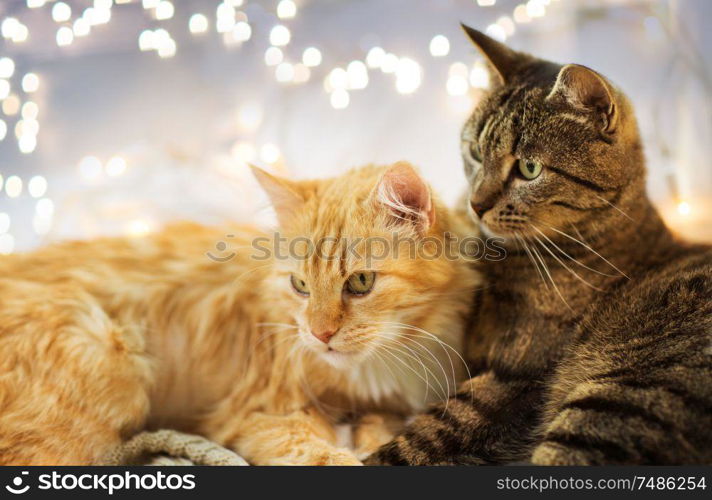 pets, christmas and hygge concept - two cats lying at home in winter. two cats lying at home