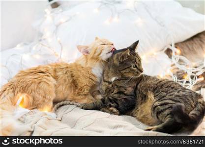 pets, christmas and hygge concept - two cats lying in bed with garland at home. two cats lying in bed with garland at home