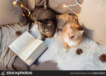 pets, christmas and hygge concept - two cats lying on sofa with book and sheepskin at home in winter. two cats lying on sofa with book at home