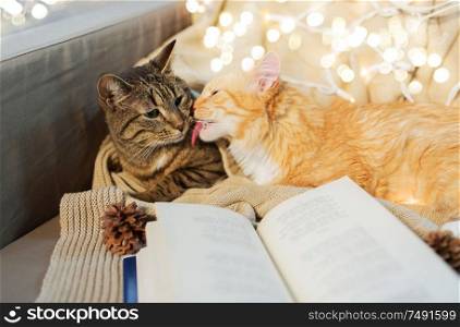 pets, christmas and hygge concept - two cats lying on sofa with book at home in winter. two cats lying on sofa with book at home