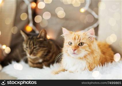 pets, christmas and hygge concept - two cats lying on sofa with sheepskin at home in winter. two cats lying on sofa with sheepskin at home
