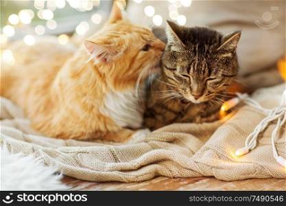 pets, christmas and hygge concept - two cats lying on window sill with blanket at home. two cats lying on window sill with blanket at home