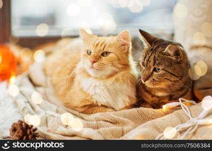 pets, christmas and hygge concept - two cats lying on window sill with blanket at home. two cats lying on window sill with blanket at home