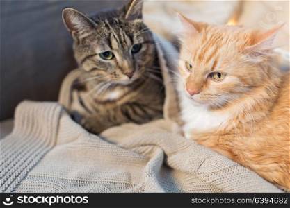 pets, christmas and hygge concept - two cats lying with blanket at home in winter. two cats lying with blanket at home