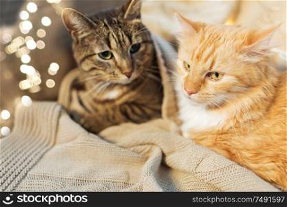 pets, christmas and hygge concept - two cats lying with blanket at home in winter. two cats lying with blanket at home