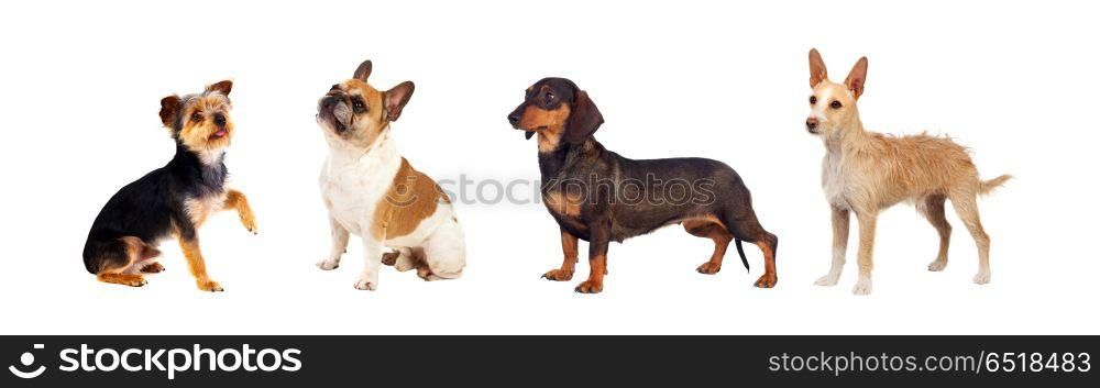 Pets. Differents dogs looking at camera isolated on a white background