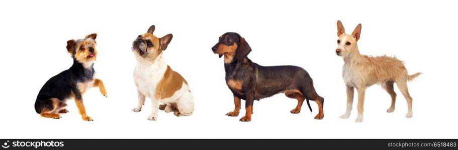 Pets. Differents dogs looking at camera isolated on a white background