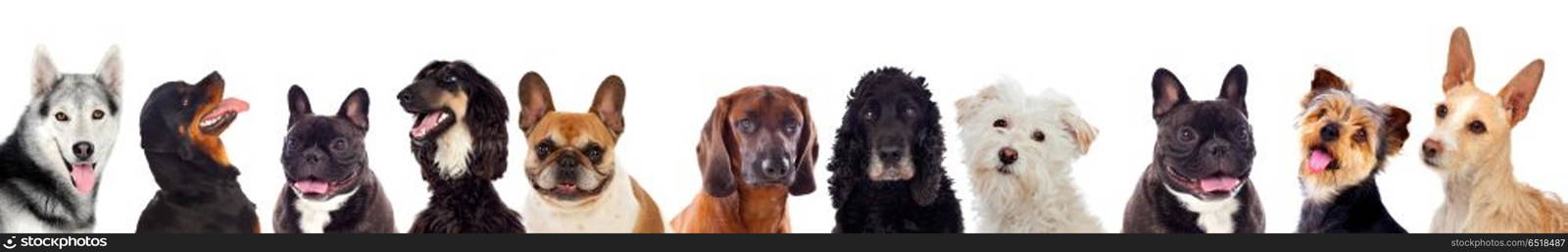 Pets. Differents dogs looking at camera isolated on a white background