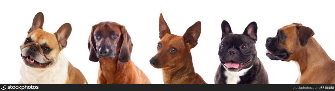 Pets. Differents dogs looking at camera isolated on a white background