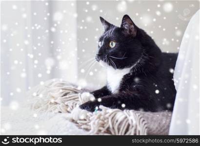 pets, domestic animals and comfort concept - black and white cat lying on plaid at home over snow effect