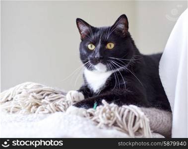 pets, domestic animals and comfort concept - black and white cat lying on plaid at home