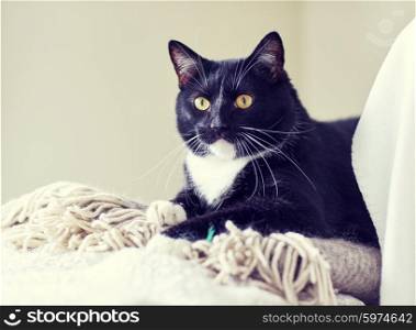 pets, domestic animals and comfort concept - black and white cat lying on plaid at home