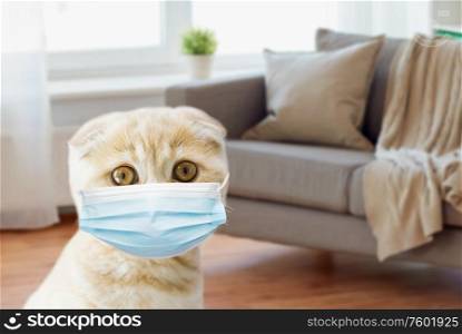 pets, epidemic and virus concept - close up of scottish fold kitten wearing protective medical mask over home room background. close up of scottish fold kitten in medical mask
