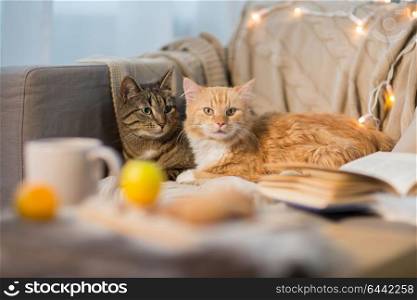 pets, hygge and christmas concept - two cats lying on sofa at home in winter. two cats lying on sofa at home