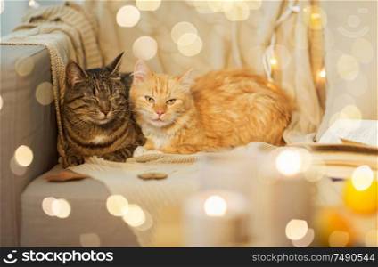 pets, hygge and christmas concept - two cats lying on sofa at home in winter. two cats lying on sofa at home