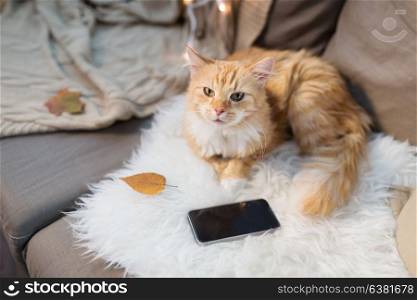 pets, hygge and domestic animal concept - red tabby cat lying on sofa with smartphone at home. red cat lying on sofa with smartphone at home