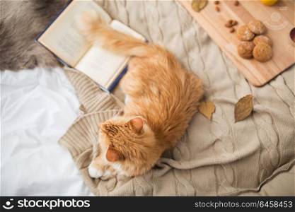 pets, hygge and domestic animal concept - red tabby cat lying on blanket at home in winter. red tabby cat lying on blanket at home in winter