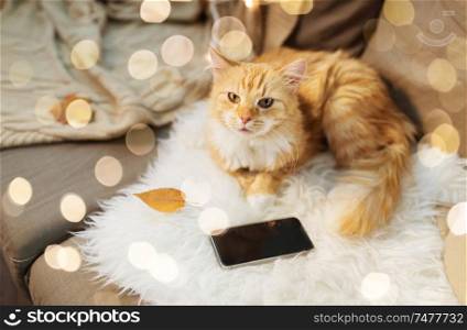 pets, hygge and domestic animal concept - red tabby cat lying on sofa with smartphone at home. red cat lying on sofa with smartphone at home