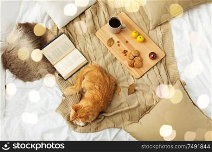 pets, hygge and domestic animal concept - red tabby cat lying on blanket with book, lemon tea and oatmeal cookies at home in winter. red tabby cat lying on blanket at home in winter