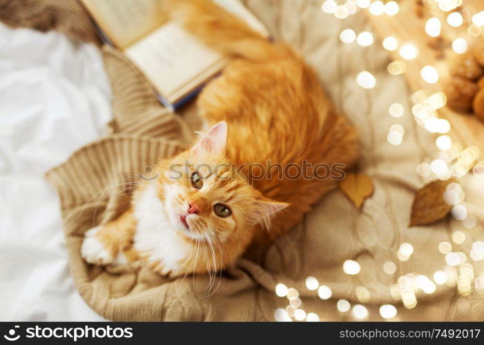 pets, hygge and domestic animal concept - red tabby cat lying on blanket at home in autumn. red tabby cat lying on blanket at home in autumn