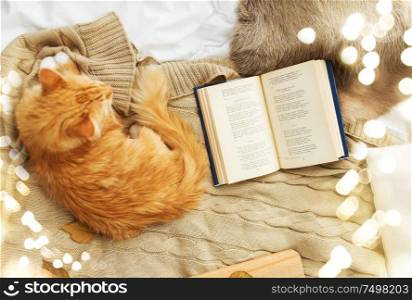 pets, hygge and domestic animal concept - red tabby cat lying on blanket at home in winter. red tabby cat lying on blanket at home in winter