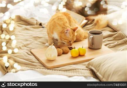 pets, hygge and domestic animal concept - red tabby cat sniffing food on bed at home. red tabby cat sniffing food on bed at home