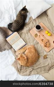 pets, hygge and domestic animal concept - two cats lying on blanket with book, lemon tea and oatmeal cookies at home in autumn. two cats lying on blanket at home in autumn