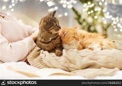 pets, hygge and people concept - close up of female owner with red and tabby cat in bed. close up of owner with red and tabby cat in bed