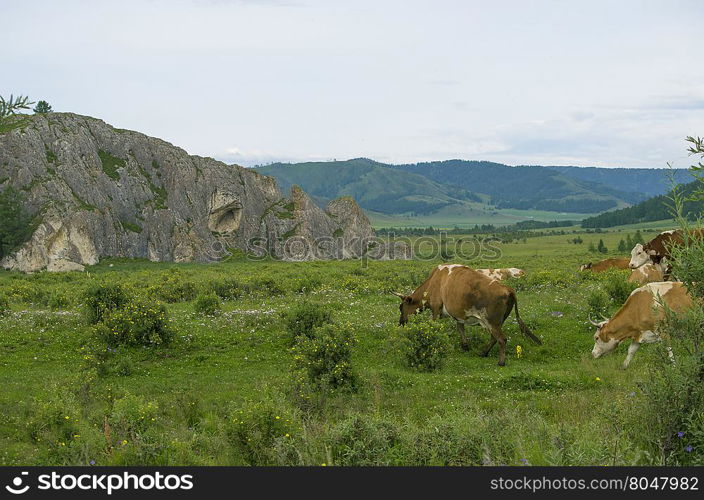 pets of a cow are grazed on a meadow near mountains