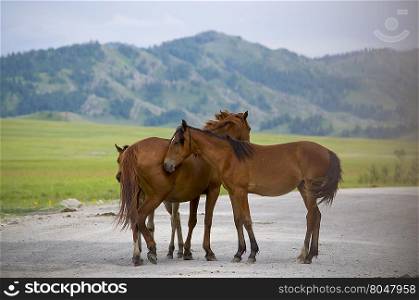 pets of a horse stand against mountains