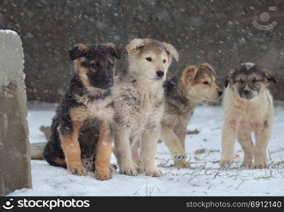 Pets of all people. Loyal friend and good security guard. Dog, pet of all people. Dog in winter snow. Street dog walking.