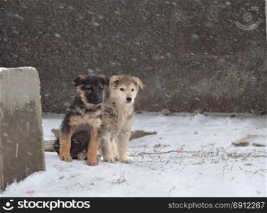 Pets of all people. Loyal friend and good security guard. Dog, pet of all people. Dog in winter snow. Street dog walking.