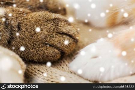 pets, winter and hygge concept - close up of paws of two cats on blanket over snow. close up of paws of two cats on blanket over snow