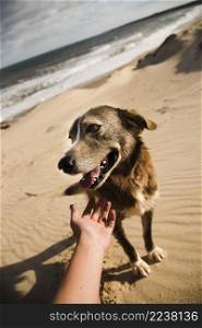petting dog beach