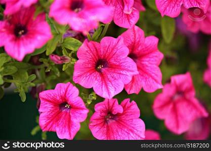Petunia background. Flowers for arrangement of green spaces. Stimoryne. Petunia nyctaginiflora.