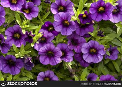 petunia flowers as a pink background