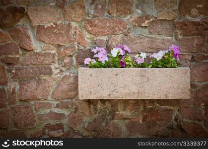 petunia flowers on a stone wall in a pot of stone