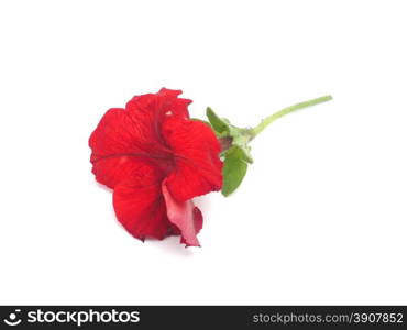 petunia on a white background