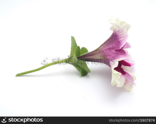 petunia on a white background