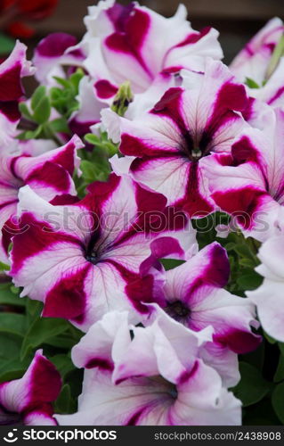 Petunia, Petunias in the tray,Petunia in the pot, bicolor petunia full bloom. Petunia, Petunias in the tray,Petunia in the pot full bloom