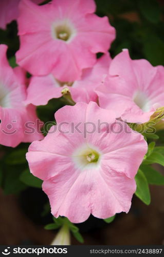 Petunia, Petunias in the tray,Petunia in the pot, light pink petunia full bloom. Petunia, Petunias in the tray,Petunia in the pot full bloom