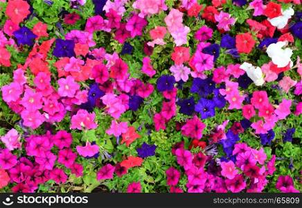 Petunia plant flowers texture nature background pattern
