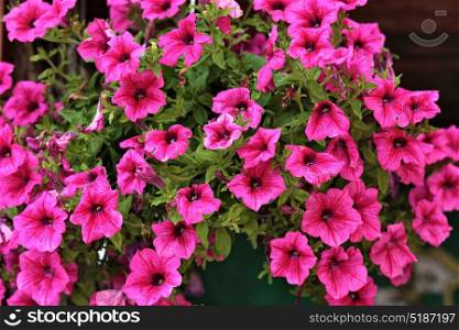 Petunia. Stimoryne. Petunia nyctaginiflora. Delicate flower. Green leaves. Flowers bright purple-red color on top