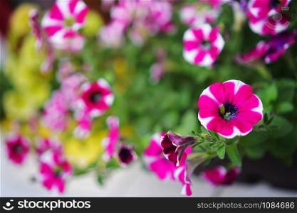 Petunia with blurred background and copy space