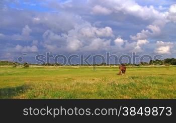 Pferd auf Weide