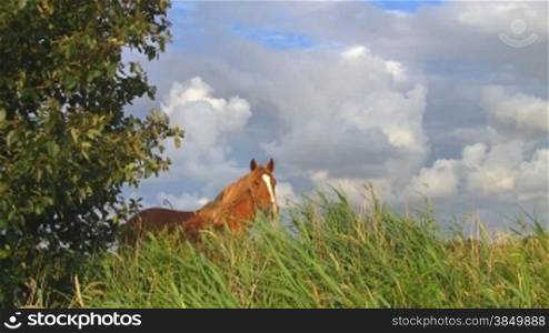 Pferd auf Weide gegen Wolkenhimmel