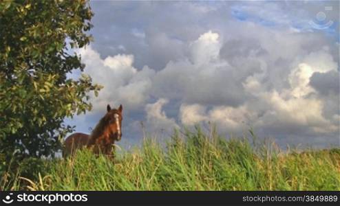 Pferd auf Weide gegen Wolkenhimmel