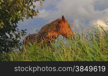 Pferd hinter hohem Gras